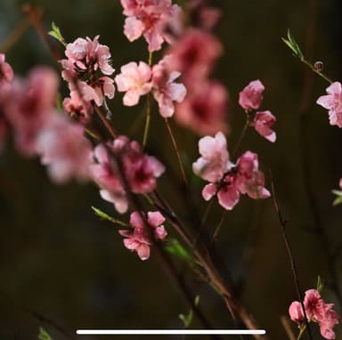Cherry blossoms