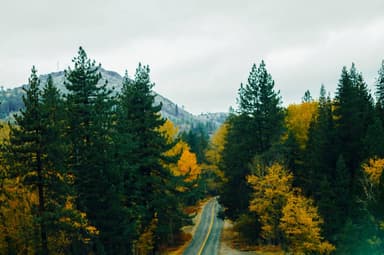 Fall forest road