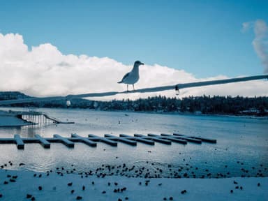 Lake with seagull